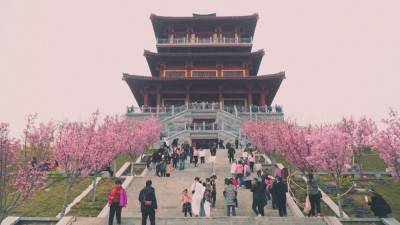 Жители Китая наслаждаются видом цветущей сакуры. - riafan.ru - Япония - Китай - п. Хубэй
