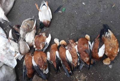 В "Аскании-Новой" снова погибли десятки краснокнижных птиц - kp.ua - Херсонская обл.