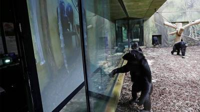 Шимпанзе из чешских зоопарков начали общаться по Zoom - iz.ru - Брно