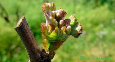 Уход за виноградом весной - skuke.net - Виноград