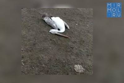 Экологи Дагестана зафиксировали гибель редких кудрявых пеликанов - mirmol.ru - респ. Дагестан