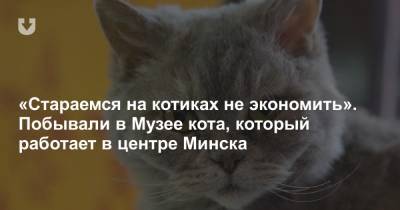 «Стараемся на котиках не экономить». Побывали в Музее кота, который работает в центре Минска - news.tut.by - Минск