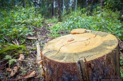 Михаил Мишустин - Правительство увеличит сроки компенсации вырубленного при строительстве леса с года до трех - nakanune.ru