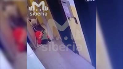 В Новосибирске бойцовская собака напала на школьника в подъезде - piter.tv - Новосибирск