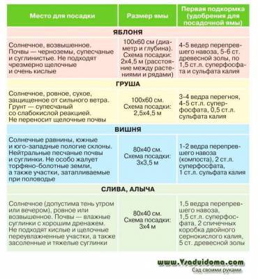Закладка плодового сада – место для посадки, посадочная яма, первая подкормка - skuke.net