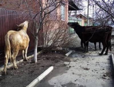 Три бездомные коровы терроризируют жителей Батайска - privet-rostov.ru - Батайск