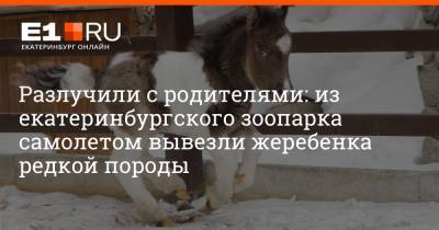 Разлучили с родителями: из екатеринбургского зоопарка самолетом вывезли жеребенка редкой породы - e1.ru - Екатеринбург - Красноярск - Абакан