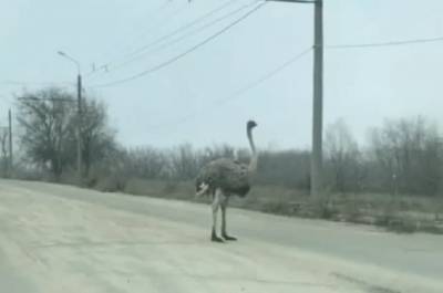 В Кривом Роге страус сбежал от хозяев и гулял по дороге - news.bigmir.net - Кривой Рог