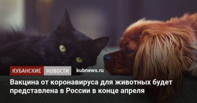 Вакцина от коронавируса для животных будет представлена в России в конце апреля - kubnews.ru