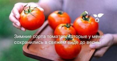 Зимние сорта томатов, которые у меня сохранились в свежем виде до весны - skuke.net - Италия