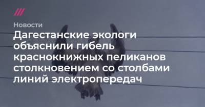 Дагестанские экологи объяснили гибель краснокнижных пеликанов столкновением с линиями электропередач - tvrain.ru