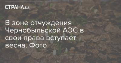 В зоне отчуждения Чернобыльской АЭС в свои права вступает весна. Фото - strana.ua