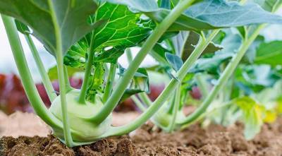 Как вырастить рассаду капусты кольраби: мастер-класс советами - skuke.net