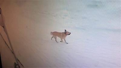 В райцентре на Ямале, где собака покусала 13 человек, объявят карантин по бешенству - znak.com - район Приуральский
