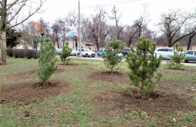 На одесском Крымском бульваре высадят 140 молодых сосен - odessa-life.od.ua - Одесса