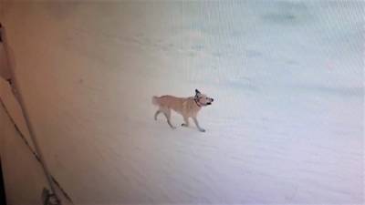 Покусавшая 13 ямальцев собака оказалась бешенной - nakanune.ru - Нападение