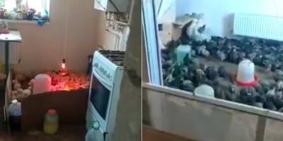 Семья развела в арендованном доме цыплят - видео бурно обсуждают в сети - ТЕЛЕГРАФ - telegraf.com.ua
