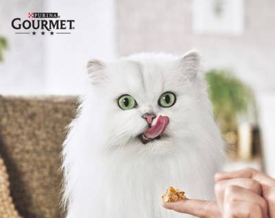 Идеальное меню для кота-гурмана: где взять многообразие текстур и вкусов - 24tv.ua
