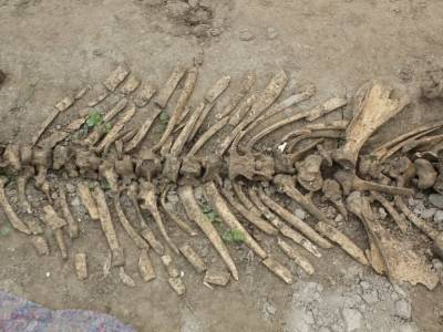 В Узбекистане фермер копал яму под теплицу и нашел скелет древнего носорога - gordonua.com - Узбекистан - Пакистан - Монголия - Находка