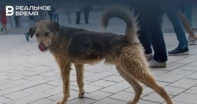 В Агрызе бездомные собаки напали на человека - realnoevremya.ru - респ. Татарстан - респ. Удмуртия