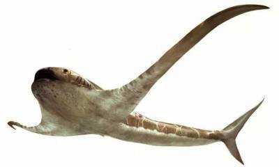 Палеонтологи нашли «крылатую» акулу мелового периода - inform-ua.info