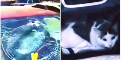 В Днепре кот прыгнул на припаркованную машину и разбил лобовое стекло — видео - nv.ua - Днепр