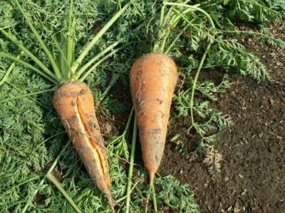 Морковь лопается и трескается в земле на грядке: причины, что делать - skuke.net