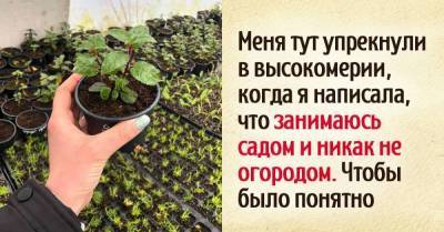 Почему я занимаюсь именно садом, а не огородом, и прошу друзей не путать - skuke.net - Новая Зеландия