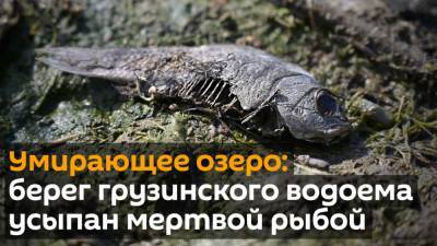 SOS! Рядом с Тбилиси умирает озеро, рыба выбрасывается на берег - что происходит в Кумиси? - sputnik-georgia.ru - Грузия - Тбилиси