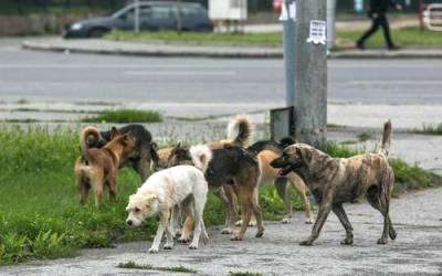 Что делать, если на вас напала бездомная собака - argumenti.ru