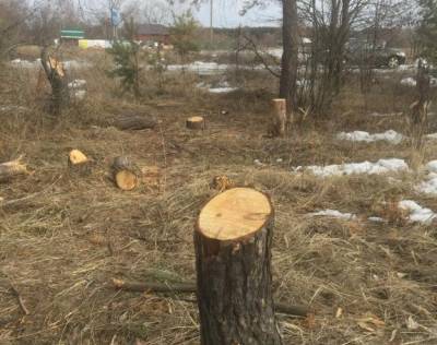 По вырубке у пляжа «Боровое» в Воронеже сосен завели уголовное дело - gorcom36.ru - Воронеж