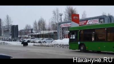 О готовности забрать медведицу, сбежавшую из вольера в Нижневартовске, заявили волонтёры из Томской области - nakanune.ru - Югра - Нижневартовск - Томская обл.