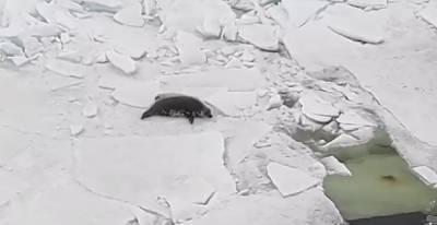 Петербуржцам показали, как живёт семья тюленей в Финском заливе - neva.today - Санкт-Петербург