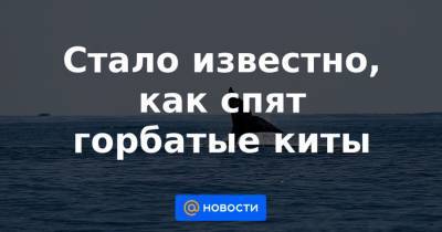 Стало известно, как спят горбатые киты - news.mail.ru - Норвегия