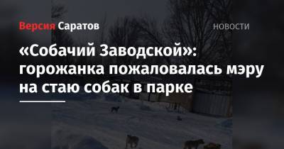 Михаил Исаев - «Собачий Заводской»: горожанка пожаловалась мэру на стаю собак в парке - nversia.ru - район Заводский