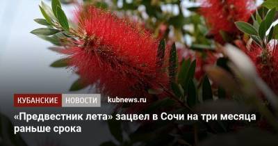 «Предвестник лета» зацвел в Сочи на три месяца раньше срока - kubnews.ru - Сочи - Краснодарский край
