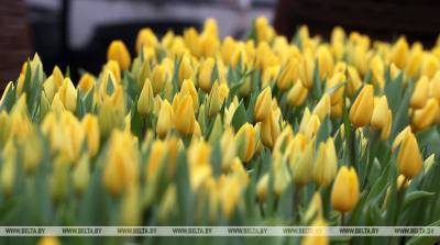 Александр Рогачук - В Бресте цветы к 8 Марта можно будет купить более чем на 70 площадках - belta.by - Бреста