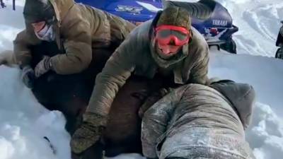 Игорь Руденя - Против варваров, убивших беременную лосиху, возбудили дело - vesti.ru - Вологодская обл. - Тверская обл. - Ярославская обл.