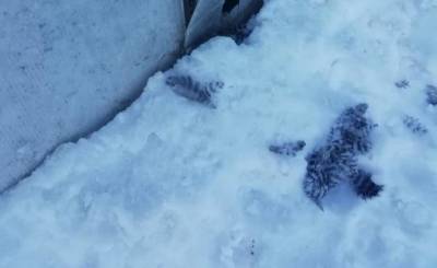 В Татарстане завершилось расследование убийства женщины главой сельского поселения - realnoevremya.ru - респ. Татарстан