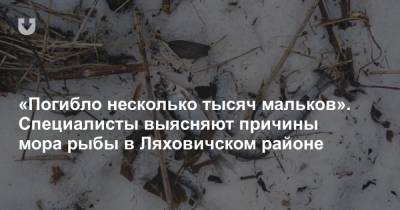 «Погибло несколько тысяч мальков». Специалисты выясняют причины мора рыбы в Ляховичском районе - news.tut.by - район Ляховичский