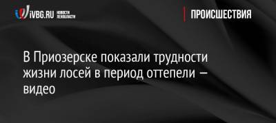 В Приозерске показали трудности жизни лосей в период оттепели — видео - ivbg.ru - Ленинградская обл. - Приозерск