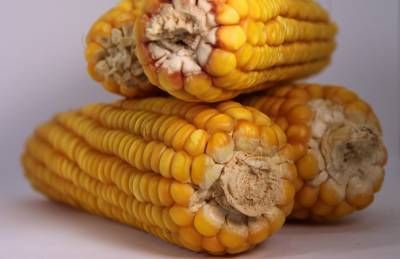 Мнение: Меньший урожай кукурузы не спровоцирует рост цен в конце сезона - agroportal.ua