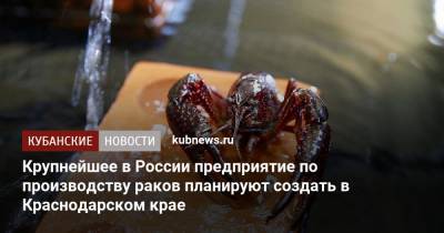 Андрей Коробка - Крупнейшее в России предприятие по производству раков планируют создать в Краснодарском крае - kubnews.ru - Краснодарский край - Темрюк