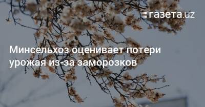 Минсельхоз оценивает потери урожая из-за заморозков - gazeta.uz - Узбекистан