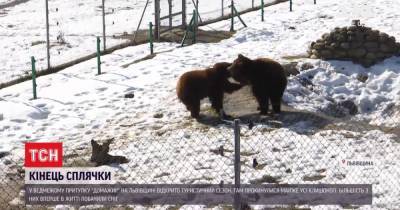 Во Львовской области медведи из приюта проснулись от спячки и удивились снегу - tsn.ua - Львовская обл.