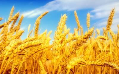 Украина своё зерно продала, теперь завозит импортное - inform-ua.info