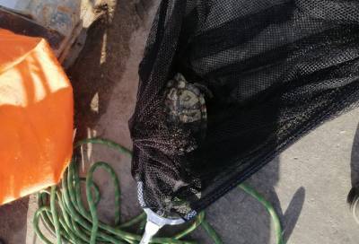 Спасательницы спасли черепаху со льда Большой Невки в Санкт-Петербурге - online47.ru - Санкт-Петербург - Зеленогорск