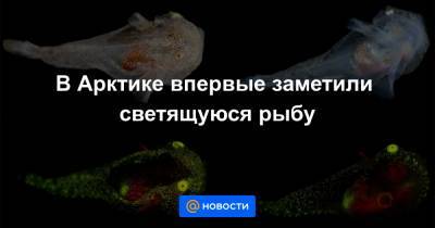 В Арктике впервые заметили светящуюся рыбу - news.mail.ru - Гренландия
