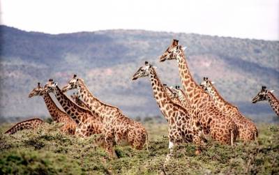Уникальный ген защищает жирафов от гипертонии, – учёные - inform-ua.info