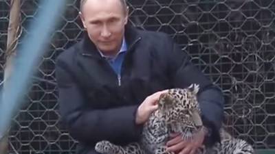 Владимир Путин - Дмитрий Смирнов - Журналист рассказал, как Путин обуздал напавшего на видеооператора леопарда - polit.info - Благовещенск